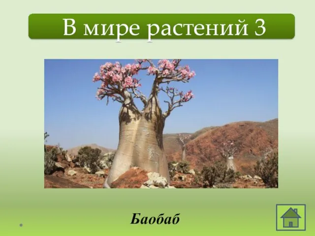 В мире растений 3 Он цветёт. В нём можно жить. Может долго