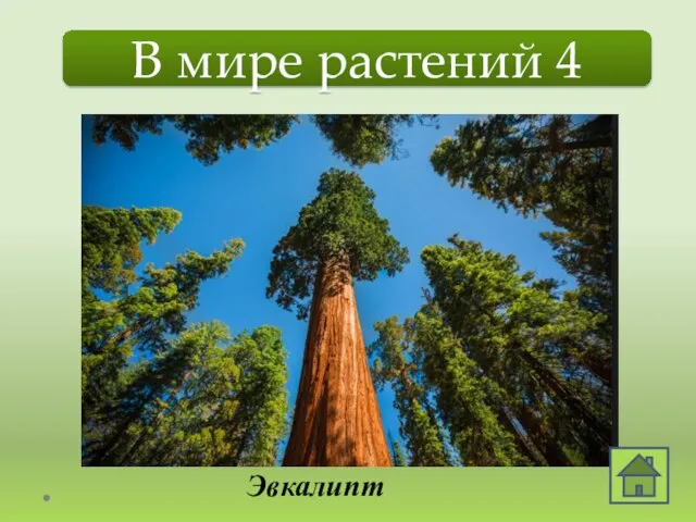 В мире растений 4 В нем почти сто метров роста: На него