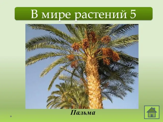 В мире растений 5 На ней растут кокосы И финики растут. Стоят