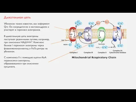 Дыхательная цепь Убихинон также известен, как кофермент Q10. Он сосредоточен в митохондриях