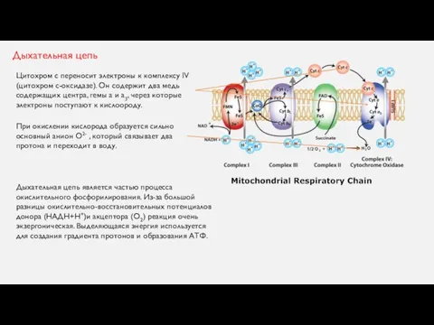 Дыхательная цепь Цитохром с переносит электроны к комплексу IV (цитохром с-оксидазе). Он