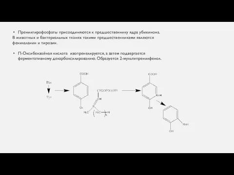 Пренилпирофосфаты присоединяются к предшественнику ядра убихинона. В животных и бактериальных тканях такими