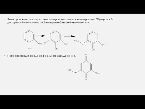 Затем происходит последовательное гидроксилирование и метилирование. Образуются: 2-декапренил-6-метоксифенол и 2-декапренил-3-метил-6-метоксихинон. После происходит