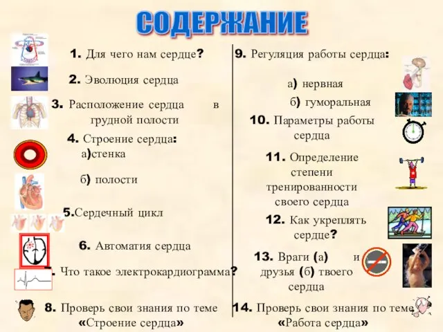 СОДЕРЖАНИЕ 1. Для чего нам сердце? 2. Эволюция сердца 3. Расположение сердца