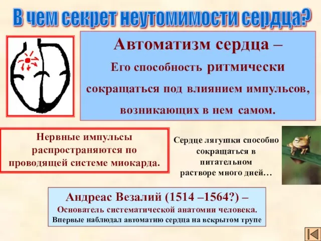 В чем секрет неутомимости сердца? Автоматизм сердца – Его способность ритмически сокращаться