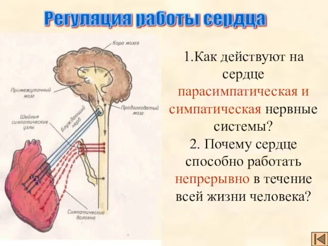 1.Как действуют на сердце парасимпатическая и симпатическая нервные системы? 2. Почему сердце