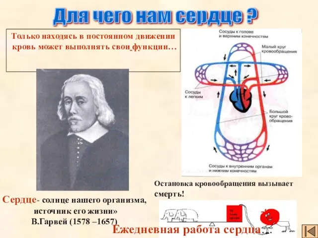 Для чего нам сердце ? Только находясь в постоянном движении кровь может