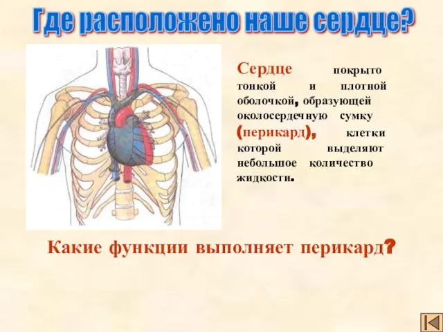 Сердце покрыто тонкой и плотной оболочкой, образующей околосердечную сумку (перикард), клетки которой