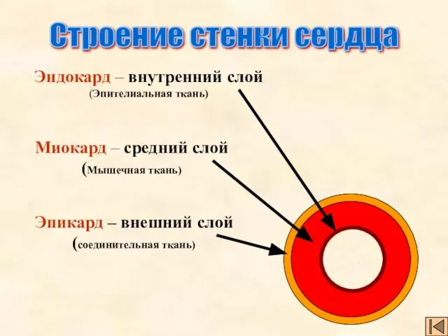 Эндокард – внутренний слой (Эпителиальная ткань) Миокард – средний слой (Мышечная ткань)