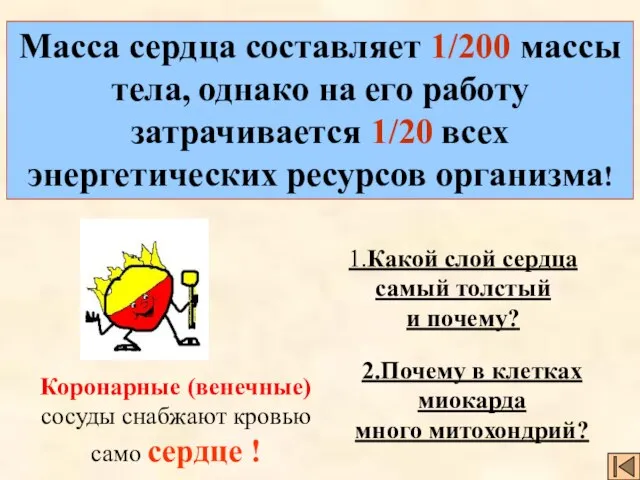 Масса сердца составляет 1/200 массы тела, однако на его работу затрачивается 1/20