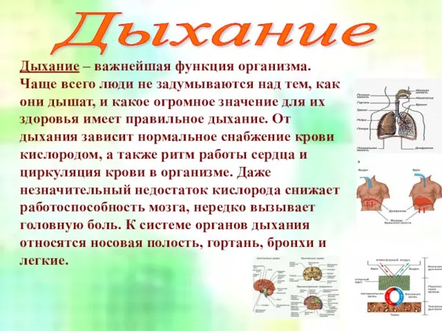 Дыхание – важнейшая функция организма. Чаще всего люди не задумываются над тем,