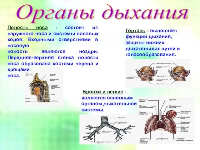 Полость носа - состоит из наружного носа и системы носовых ходов. Входными