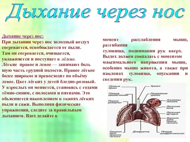 Дыхание через нос: При дыхании через нос холодный воздух согревается, освобождается от