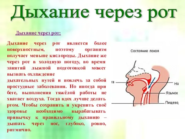 Дыхание через рот: Дыхание через рот: Дыхание через рот является более поверхностным,