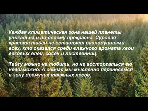 Каждая климатическая зона нашей планеты уникальна и по-своему прекрасна. Суровая красота тайги