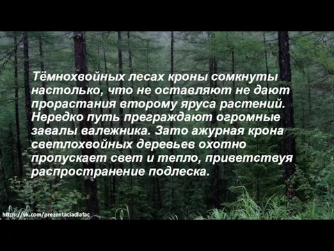 Тёмнохвойных лесах кроны сомкнуты настолько, что не оставляют не дают прорастания второму