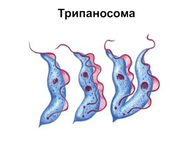 Трипаносома