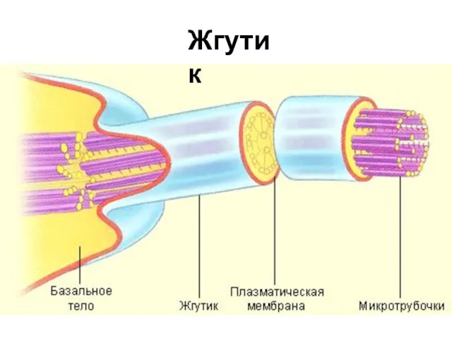 Жгутик