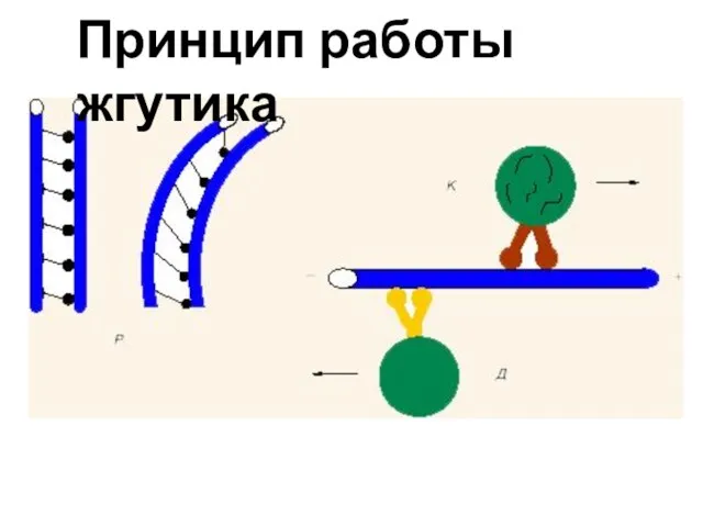 Принцип работы жгутика