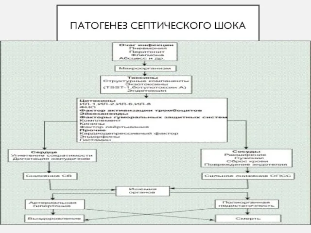 ПАТОГЕНЕЗ СЕПТИЧЕСКОГО ШОКА