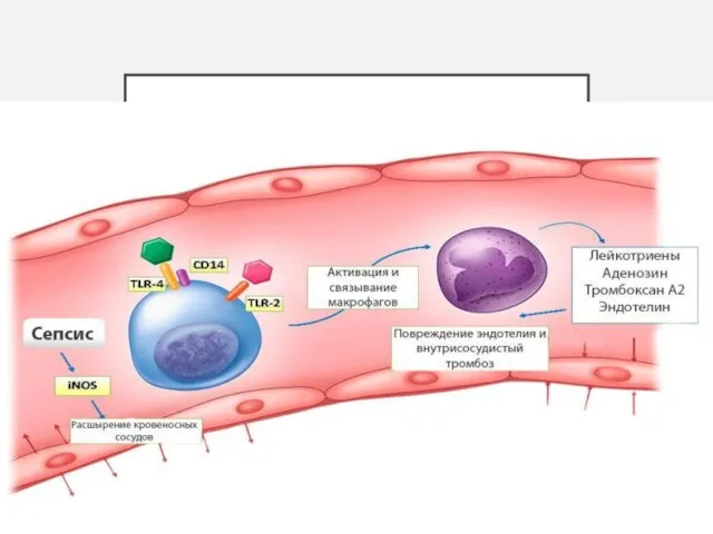 ПАТОГЕНЕЗ ТЯЖЕЛОГО СЕПСИСА