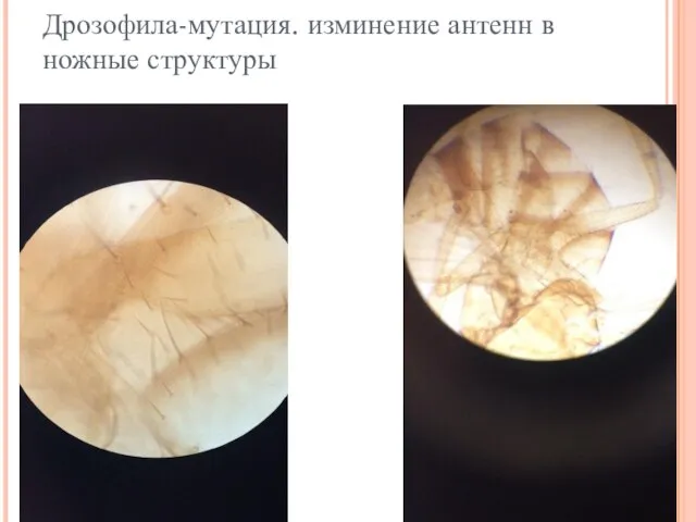 Дрозофила-мутация. изминение антенн в ножные структуры