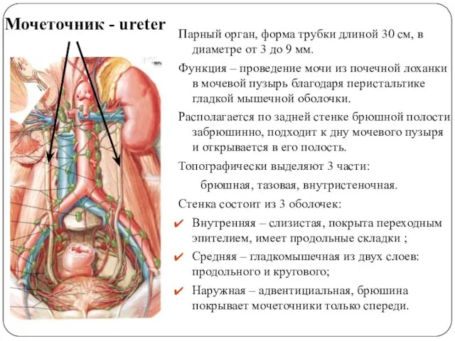 Мочеточник - ureter Парный орган, форма трубки длиной 30 см, в диаметре