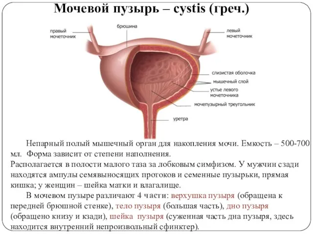 Мочевой пузырь – cystis (греч.) Непарный полый мышечный орган для накопления мочи.
