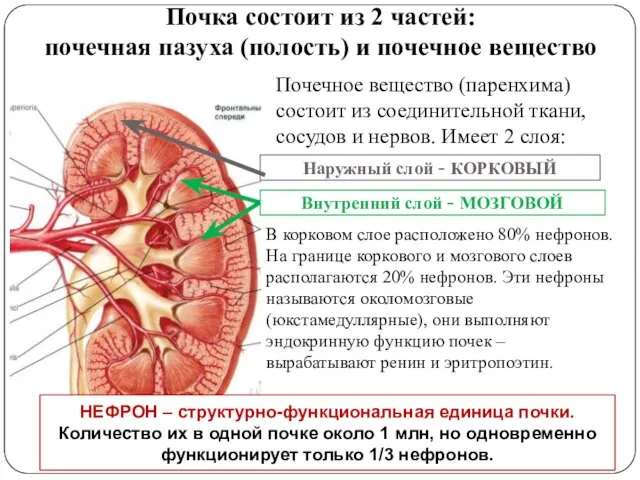 Почка состоит из 2 частей: почечная пазуха (полость) и почечное вещество Почечное