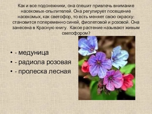 Как и все подснежники, она спешит привлечь внимание насекомых-опылителей. Она регулирует посещение