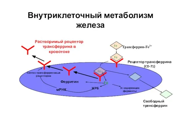 Внутриклеточный метаболизм железа Трансферрин-Fe3+ Fe Fe Рецептор трансферрина (CD-71) Fe Fe Свободный