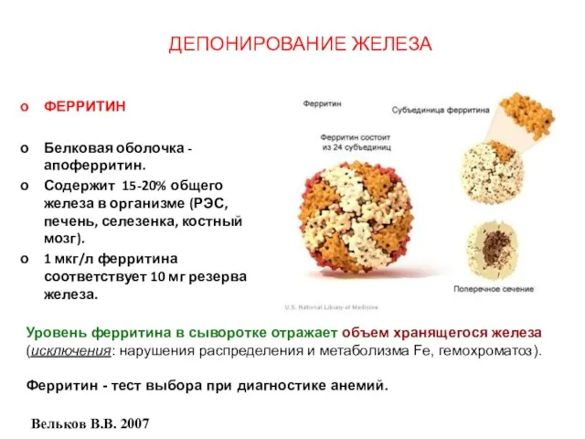 ДЕПОНИРОВАНИЕ ЖЕЛЕЗА ФЕРРИТИН Белковая оболочка - апоферритин. Содержит 15-20% общего железа в