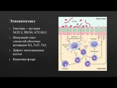 Этиопатогенез Генетика – мутации NOD 2, IRGM, ATG16L1 Иммунный ответ слизистой оболочки: