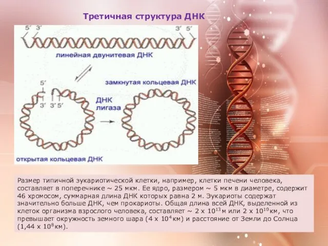Третичная структура ДНК Размер типичной эукариотической клетки, например, клетки печени человека, составляет