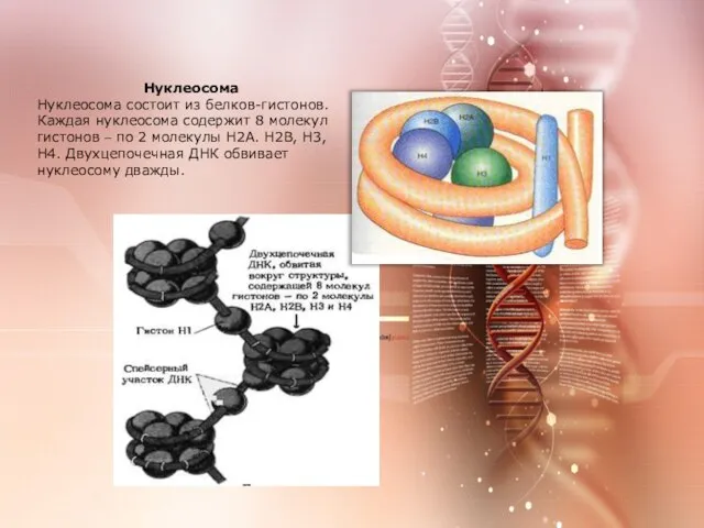 Нуклеосома Нуклеосома состоит из белков-гистонов. Каждая нуклеосома содержит 8 молекул гистонов –