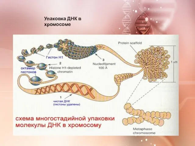 Упаковка ДНК в хромосоме