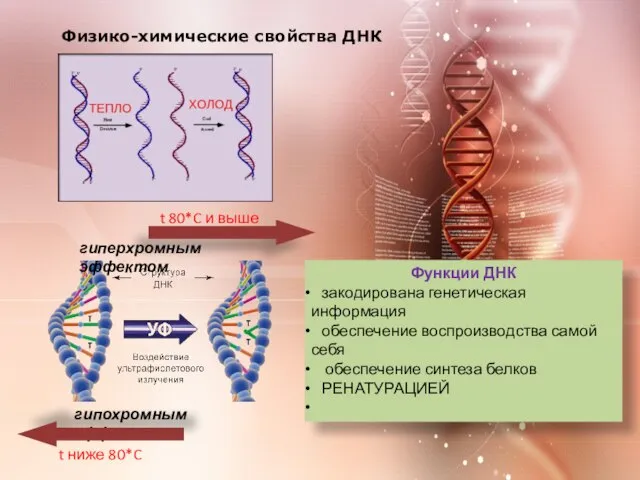 Физико-химические свойства ДНК Функции ДНК закодирована генетическая информация обеспечение воспроизводства самой себя обеспечение синтеза белков РЕНАТУРАЦИЕЙ