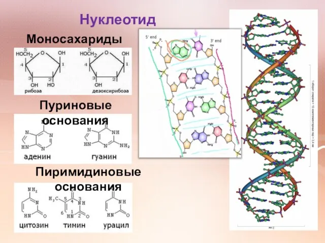 Нуклеотид Моносахариды Пуриновые основания Пиримидиновые основания