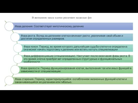 В жизненном цикле клетки различают несколько фаз