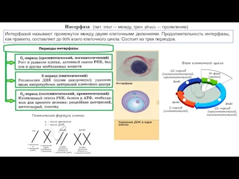 Интерфазой называют промежуток между двумя клеточными делениями. Продолжительность интерфазы, как правило, составляет