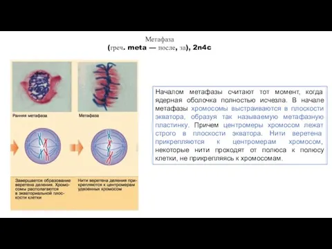 Началом метафазы считают тот момент, когда ядерная оболочка полностью исчезла. В начале