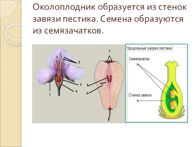 Околоплодник образуется из стенок завязи пестика. Семена образуются из семязачатков.