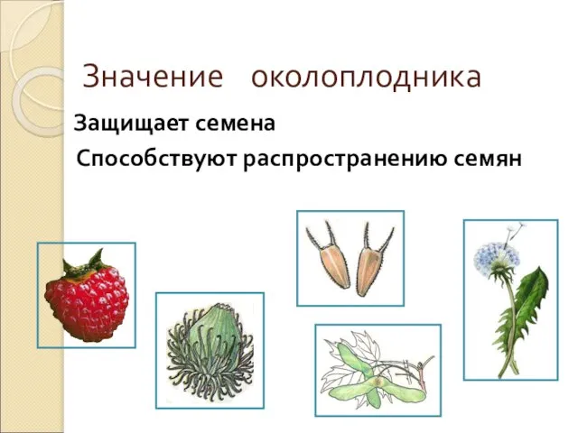 Значение околоплодника Защищает семена Способствуют распространению семян