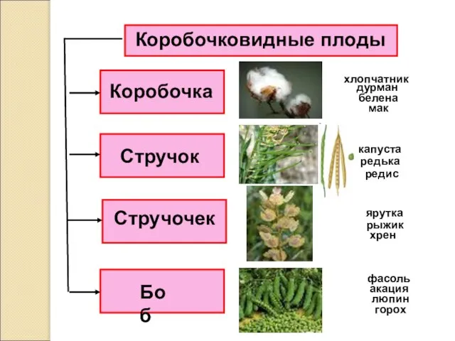 Коробочковидные плоды Коробочка Стручочек Стручок Боб дурман белена мак капуста редька редис