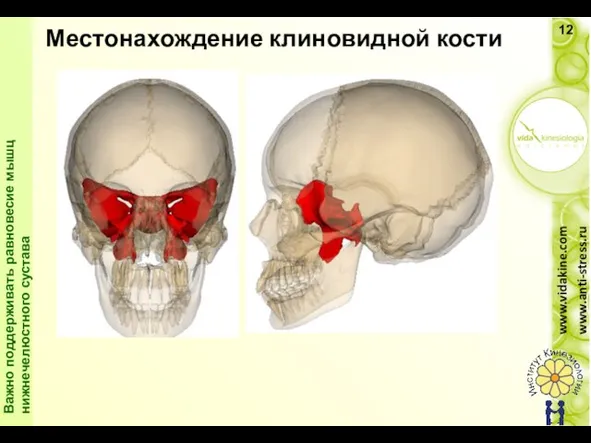 Местонахождение клиновидной кости El esfenoide es un hueso importante en el equilibrio