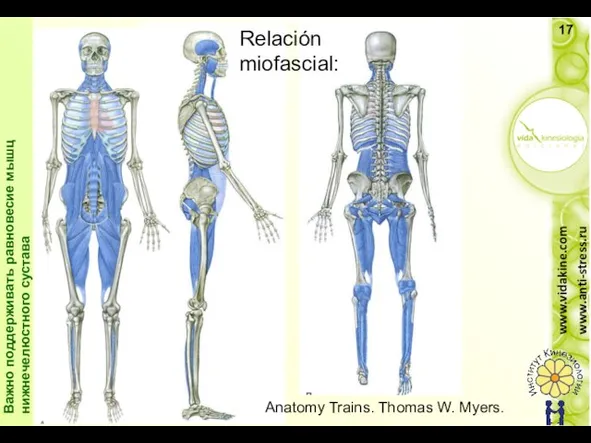 Relación miofascial: Anatomy Trains. Thomas W. Myers. Важно поддерживать равновесие мышц нижнечелюстного сустава