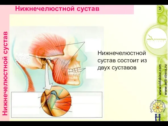 Нижнечелюстной сустав состоит из двух суставов Нижнечелюстной сустав ATM son dos articulaciones apareadas. Нижнечелюстной сустав