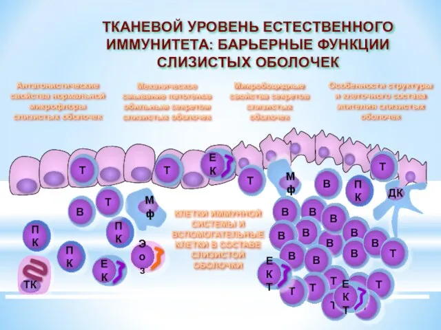 ТКАНЕВОЙ УРОВЕНЬ ЕСТЕСТВЕННОГО ИММУНИТЕТА: БАРЬЕРНЫЕ ФУНКЦИИ СЛИЗИСТЫХ ОБОЛОЧЕК В В В В