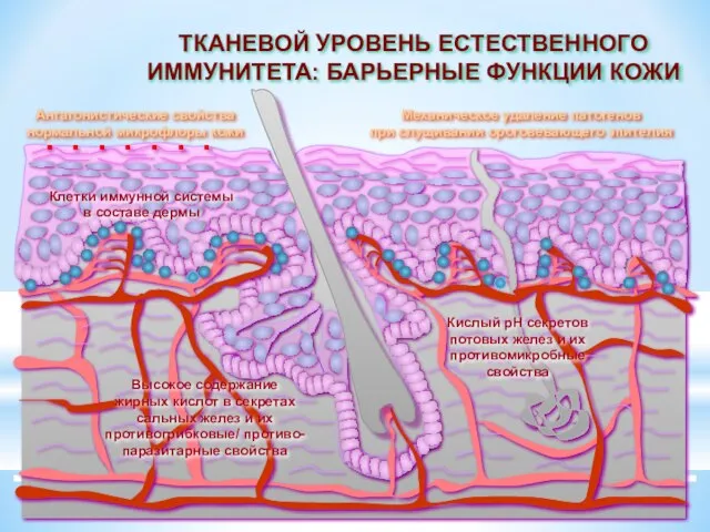 Кислый рН секретов потовых желез и их противомикробные свойства Высокое содержание жирных