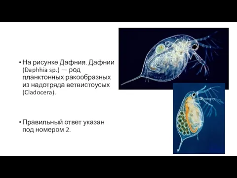 Пояснение. На рисунке Дафния. Дафнии (Daphhia sp.) — род планктонных ракообразных из